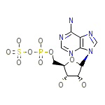 Adenosine-5'-Phosphosulfate