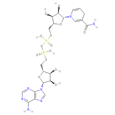 dihydronicotinamide_adenine_dinucleotide
